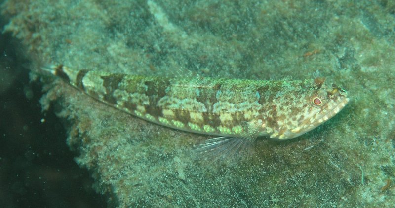 Variegated Lizardfish (Synodus variegatus) - Wiki; DISPLAY FULL IMAGE.