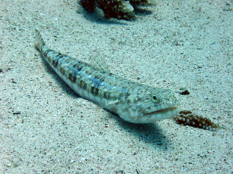Variegated Lizardfish (Synodus variegatus) - Dahab, Red Sea; DISPLAY FULL IMAGE.