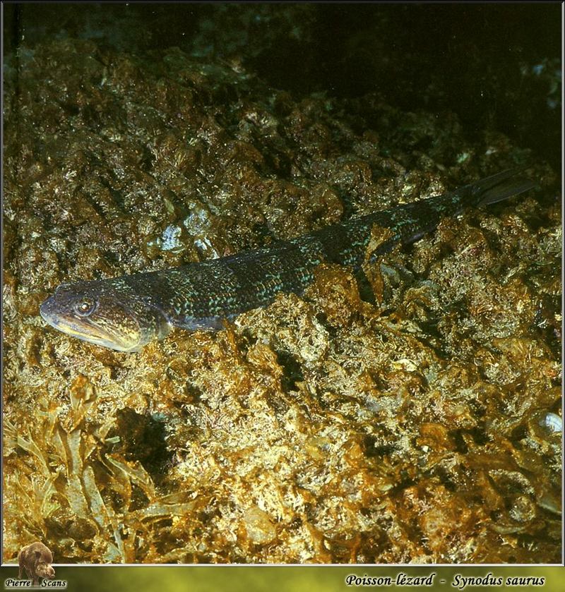 Atlantic Lizardfish (Synodus saurus); DISPLAY FULL IMAGE.
