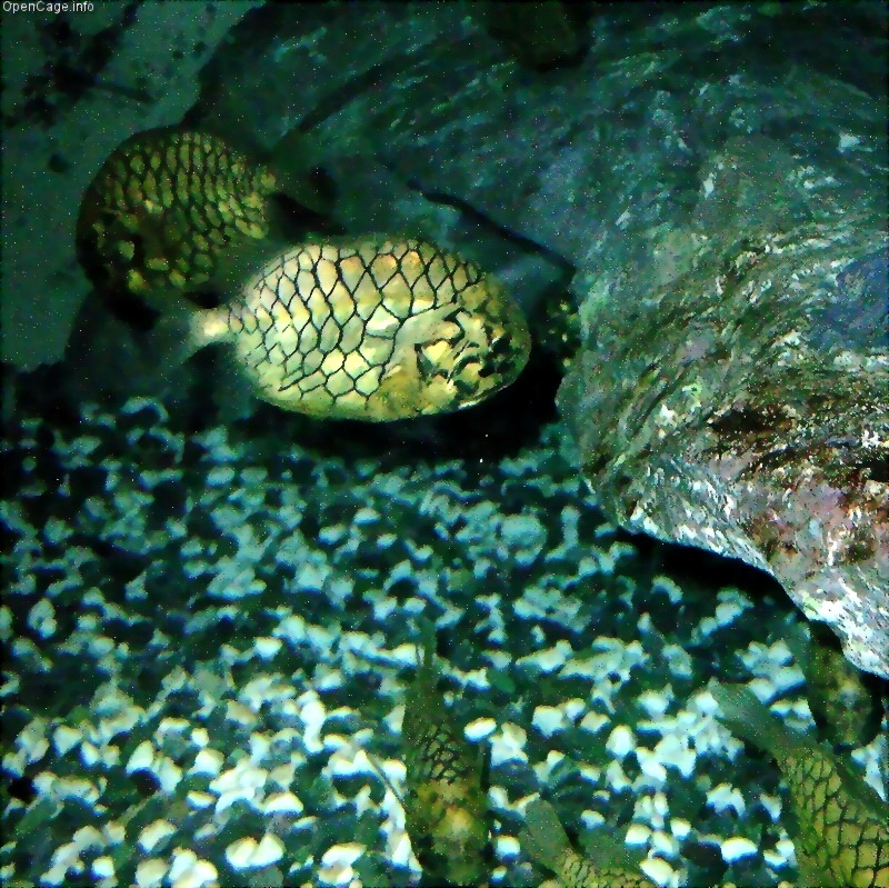 Pineconefish (Monocentris japonica); DISPLAY FULL IMAGE.