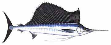 Indo-Pacific Sailfish (Istiophorus platypterus) - Wiki; Image ONLY