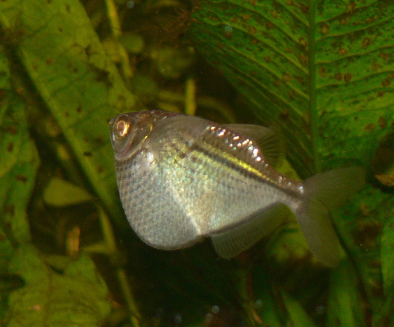 Common Hatchetfish (Gasteropelecus sternicla) - Wiki; DISPLAY FULL IMAGE.