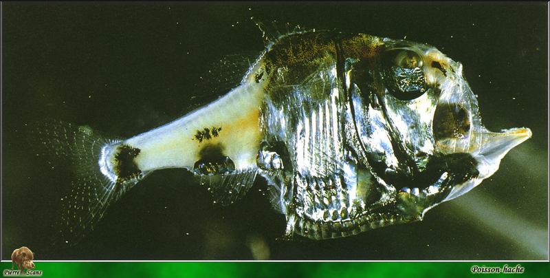 Marine Hatchetfish (Family: Sternoptychidae) from deepsea; DISPLAY FULL IMAGE.