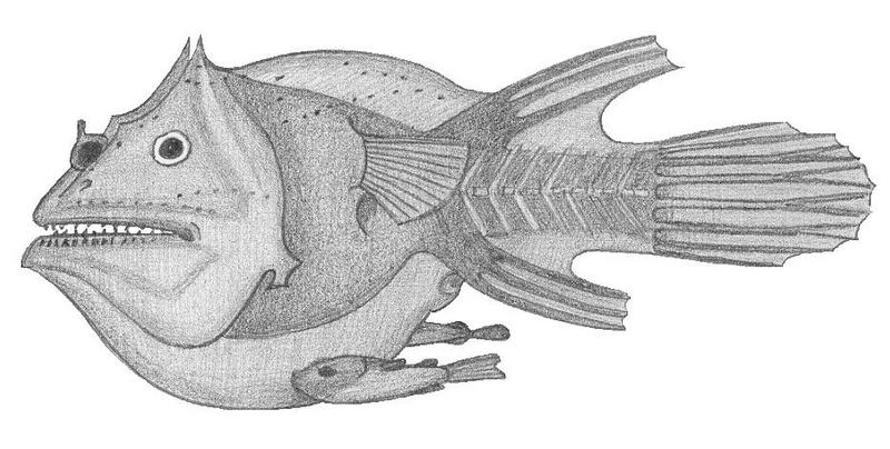 Soft Leafvent Angler (Haplophryne mollis) - Wiki; DISPLAY FULL IMAGE.