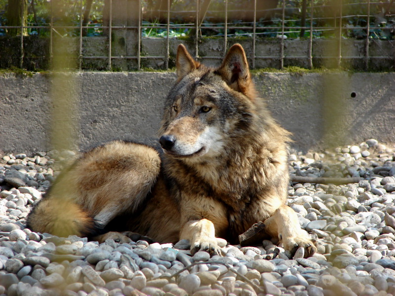 Eastern Timber Wolf (Canis lupus lycaon) - Wiki; DISPLAY FULL IMAGE.