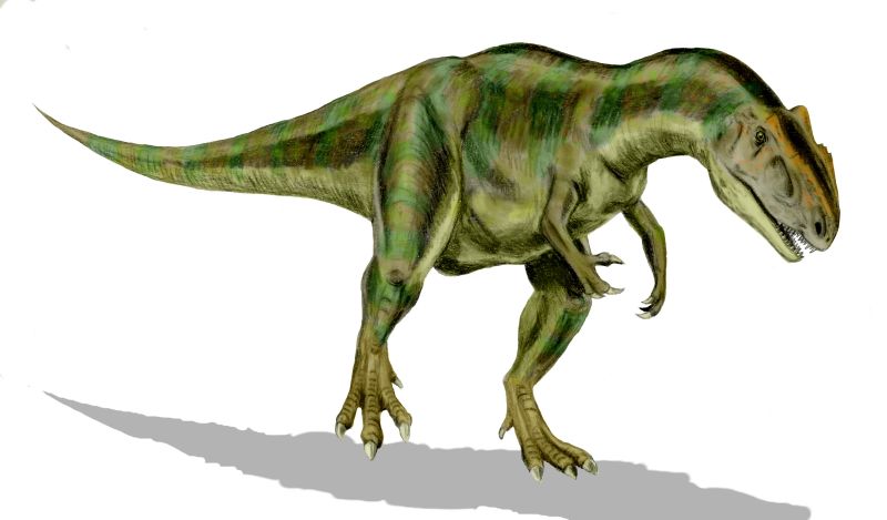 Allosaurus - Wiki; DISPLAY FULL IMAGE.