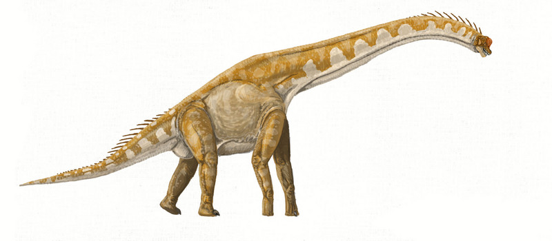 Brachiosaurus - Wiki; DISPLAY FULL IMAGE.