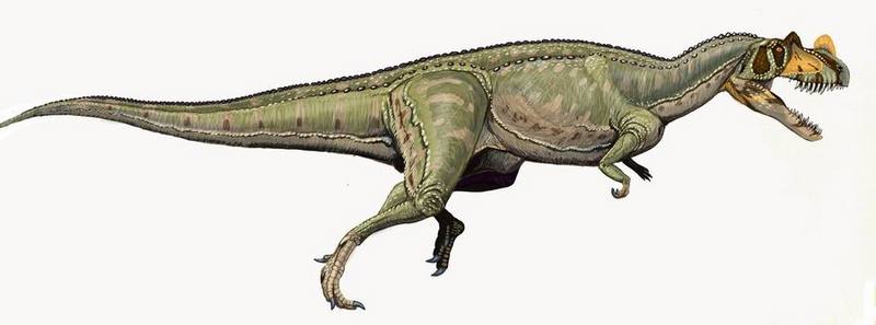 Ceratosaurus - Wiki; DISPLAY FULL IMAGE.