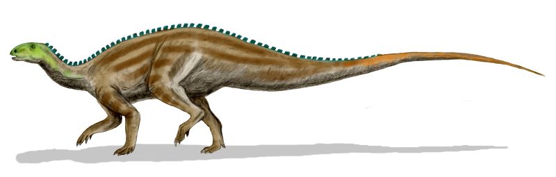 Tenontosaurus - Wiki; DISPLAY FULL IMAGE.