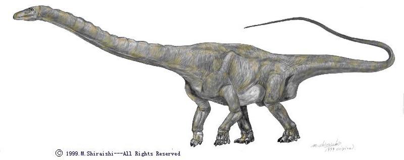 Diplodocus; DISPLAY FULL IMAGE.