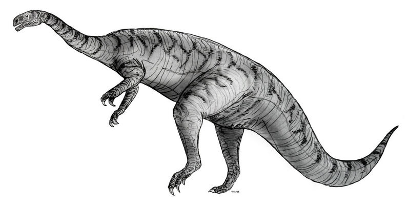 Plateosaurus - Wiki; DISPLAY FULL IMAGE.