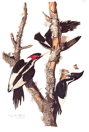 Ivory-billed Woodpecker (Campephilus principalis) - Wiki; Image ONLY