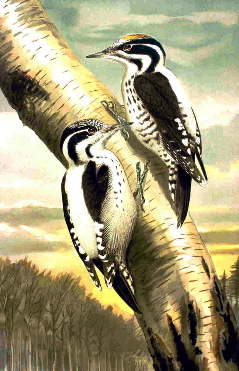 Eurasian Three-toed Woodpecker (Picoides tridactylus) - Wiki; DISPLAY FULL IMAGE.