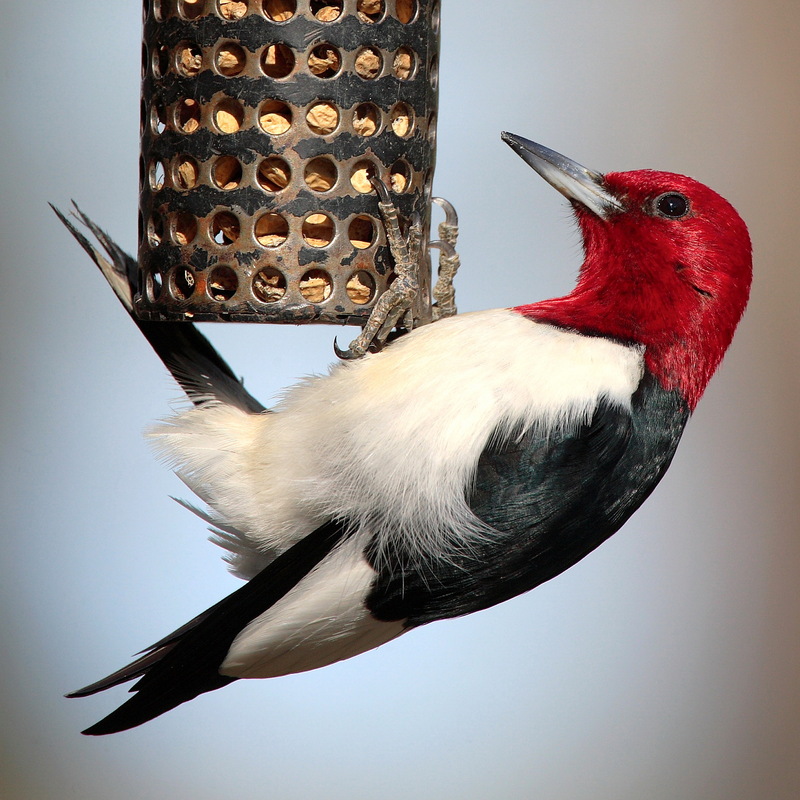 Red-headed Woodpecker (Melanerpes erythrocephalus) - Wiki; DISPLAY FULL IMAGE.