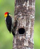 Golden-naped Woodpecker (Melanerpes chrysauchen) - Wiki; Image ONLY