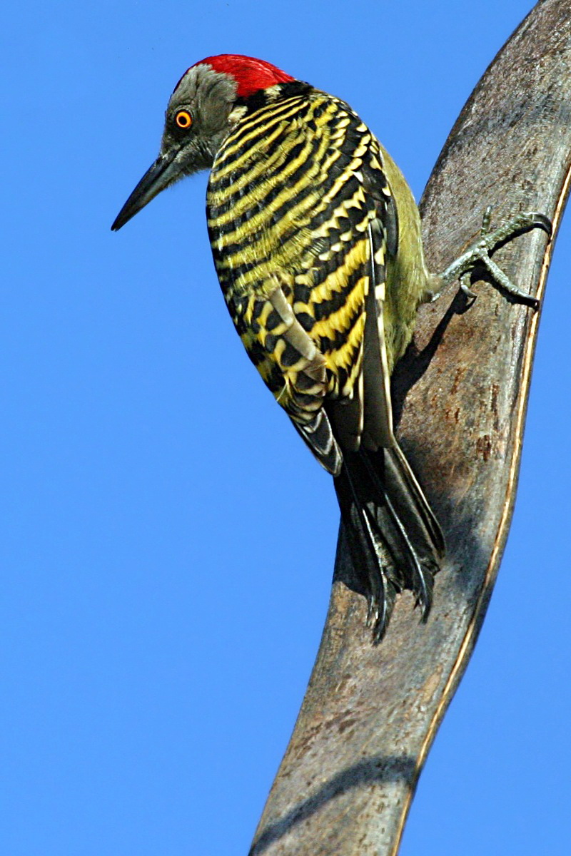 Hispaniolan Woodpecker (Melanerpes striatus) - Wiki; DISPLAY FULL IMAGE.
