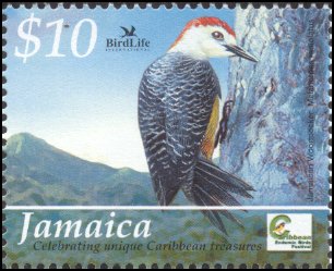 Jamaican Woodpecker (Melanerpes radiolatus) - Wiki; Image ONLY