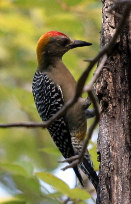 Hoffmann's Woodpecker (Melanerpes hoffmannii) - Wiki; Image ONLY