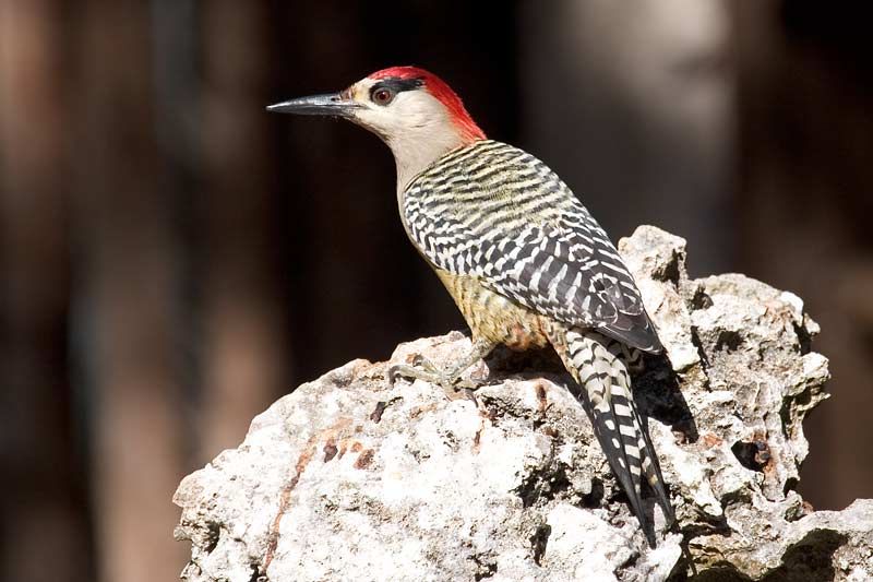 West Indian Woodpecker (Melanerpes superciliaris) - Wiki; DISPLAY FULL IMAGE.
