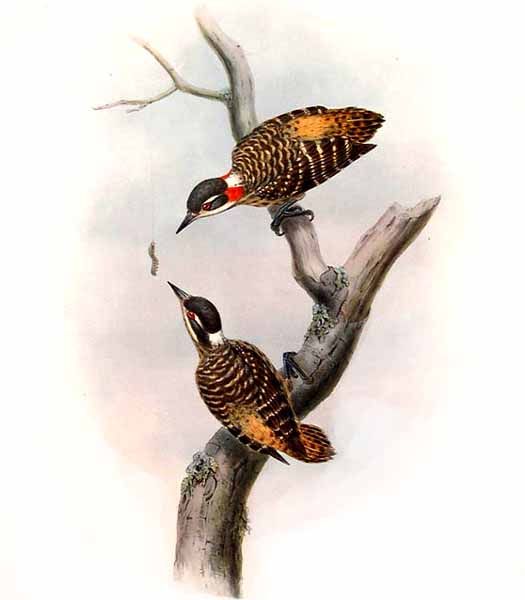 Sulawesi Woodpecker (Dendrocopos temminckii) - wiki; Image ONLY