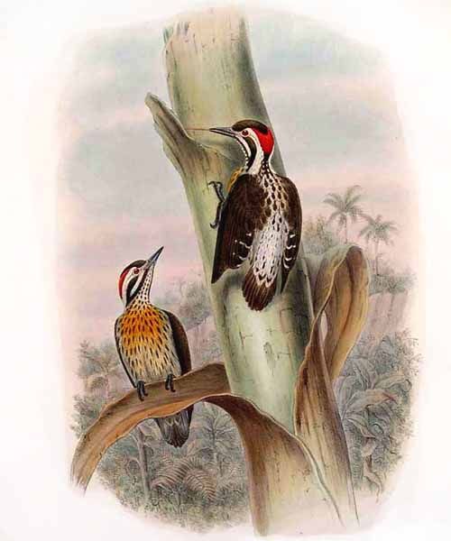 Philippine Woodpecker (Dendrocopos maculatus) - wiki; Image ONLY