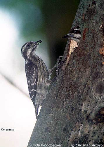 Sunda Woodpecker (Dendrocopos moluccensis) - wiki; Image ONLY