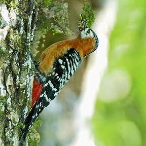 Rufous-bellied Woodpecker (Dendrocopos hyperythrus) - Wiki; Image ONLY