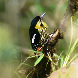 Darjeeling Woodpecker (Dendrocopos darjellensis) - Wiki; Image ONLY