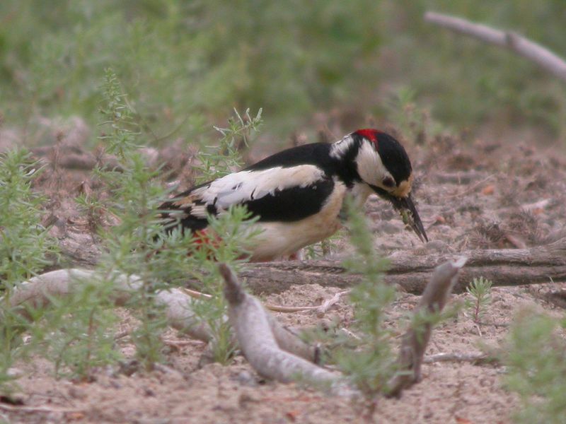 White-winged Woodpecker (Dendrocopos leucopterus) - Wiki; DISPLAY FULL IMAGE.
