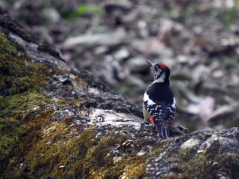 Himalayan Woodpecker (Dendrocopos himalayensis) - Wiki; DISPLAY FULL IMAGE.