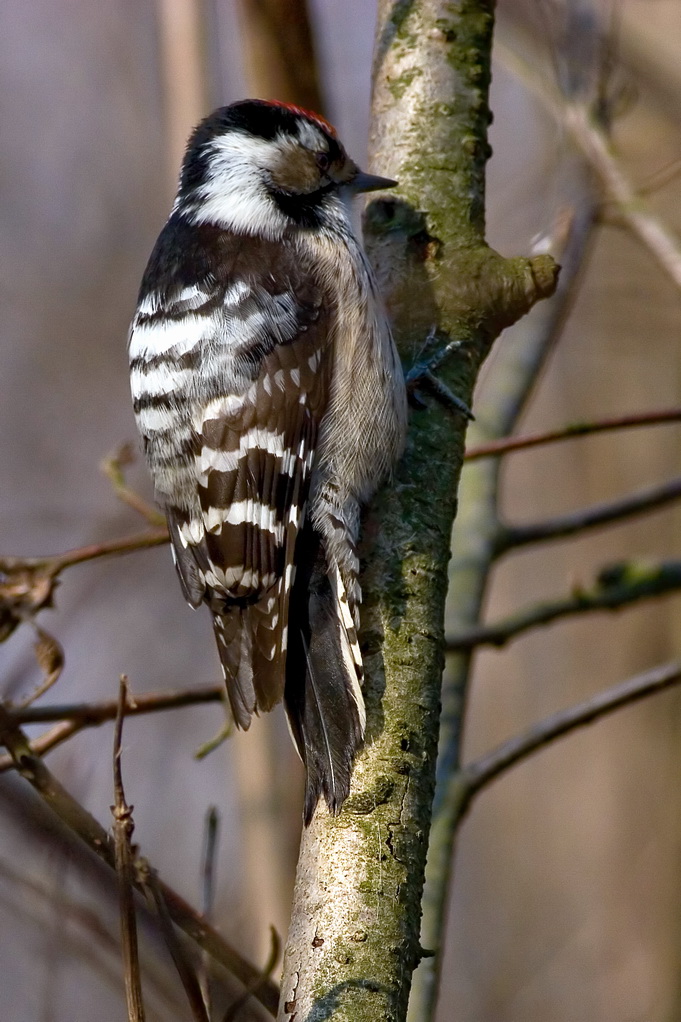 Lesser Spotted Woodpecker (Picoides minor) - Wiki; Image ONLY