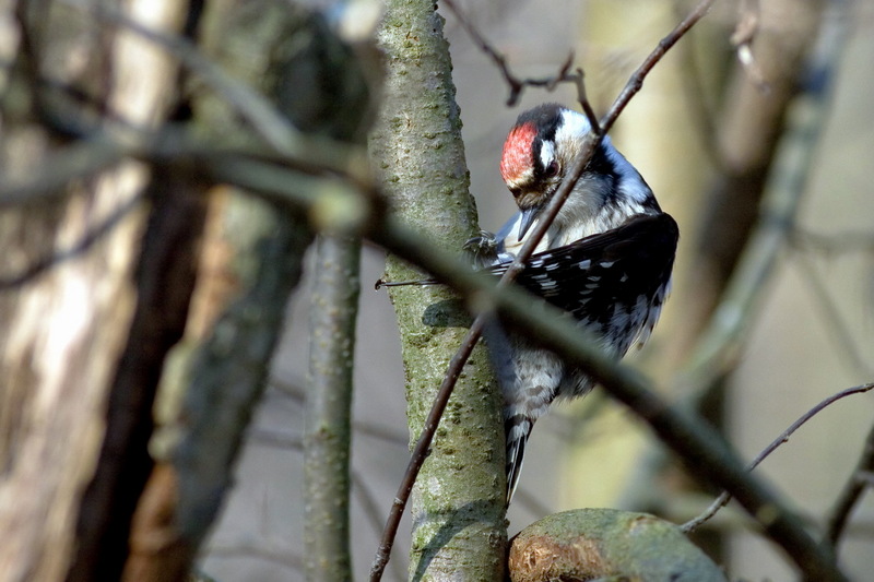 Lesser Spotted Woodpecker (Picoides minor) - Frontal view; DISPLAY FULL IMAGE.