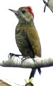 Dot-fronted Woodpecker (Veniliornis frontalis) - Wiki; Image ONLY