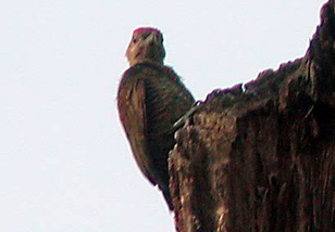 Blood-coloured Woodpecker (Veniliornis sanguineus) - Wiki; Image ONLY