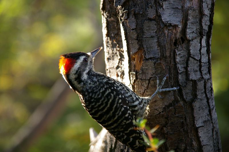 Striped Woodpecker (Veniliornis lignarius) - Wiki; DISPLAY FULL IMAGE.