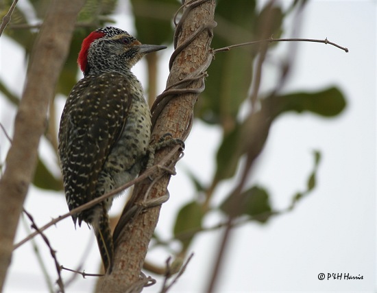 Nubian Woodpecker (Campethera nubica) - Wiki; Image ONLY