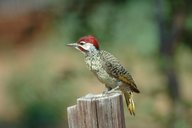 Bennett's Woodpecker (Campethera bennettii) - wiki; Image ONLY