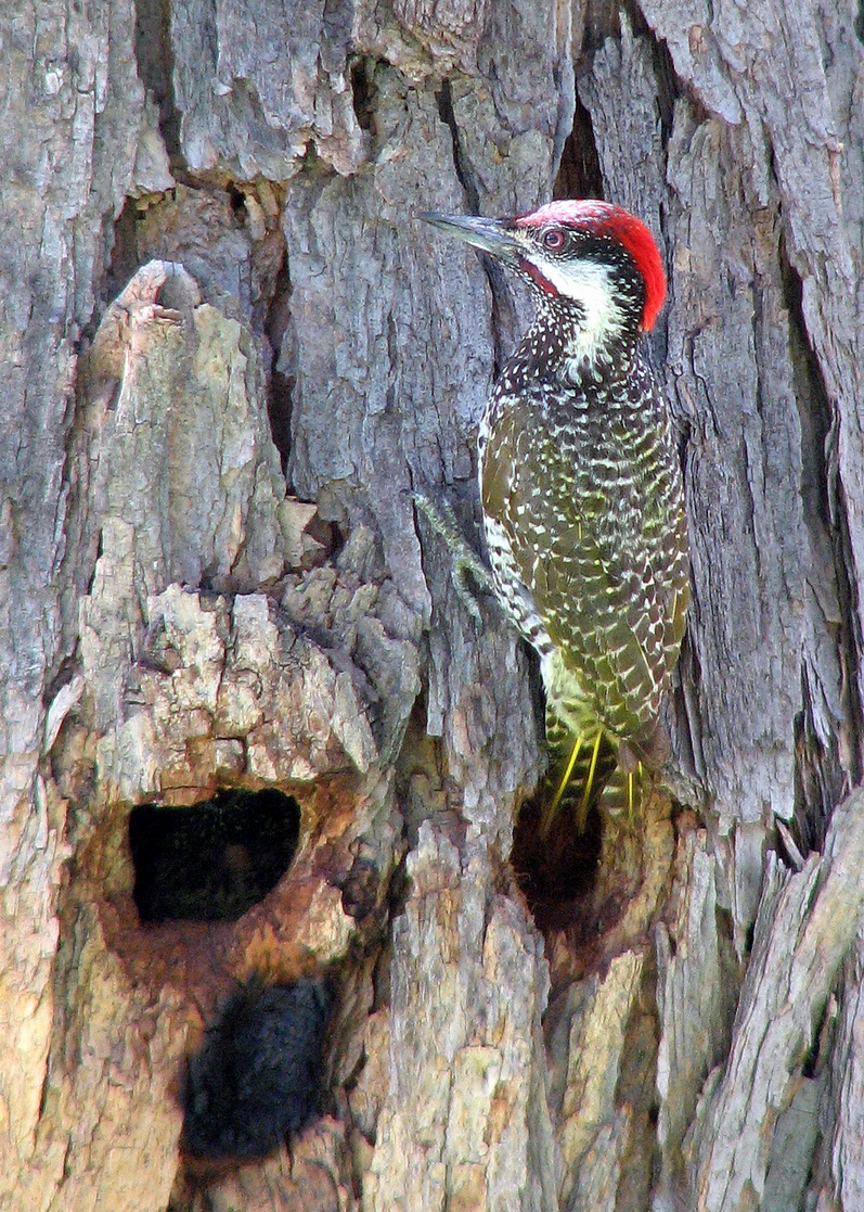 Golden-tailed Woodpecker (Campethera abingoni) - wiki; DISPLAY FULL IMAGE.