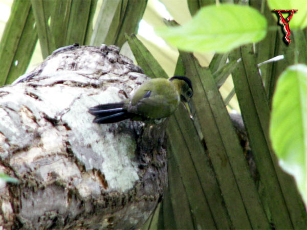 Streak-breasted Woodpecker (Picus viridanus) - Wiki; Image ONLY