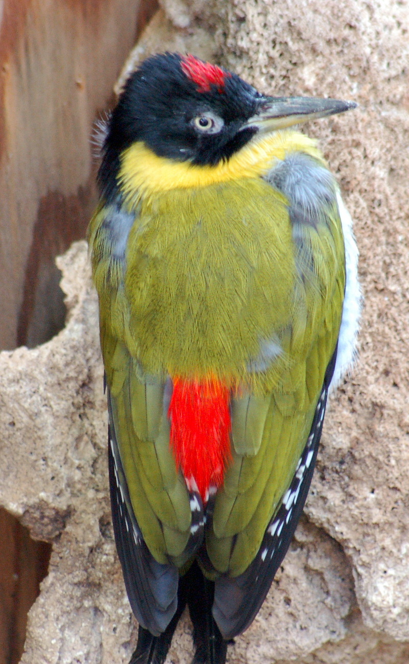 Black-headed Woodpecker (Picus erythropygius) - Wiki; DISPLAY FULL IMAGE.