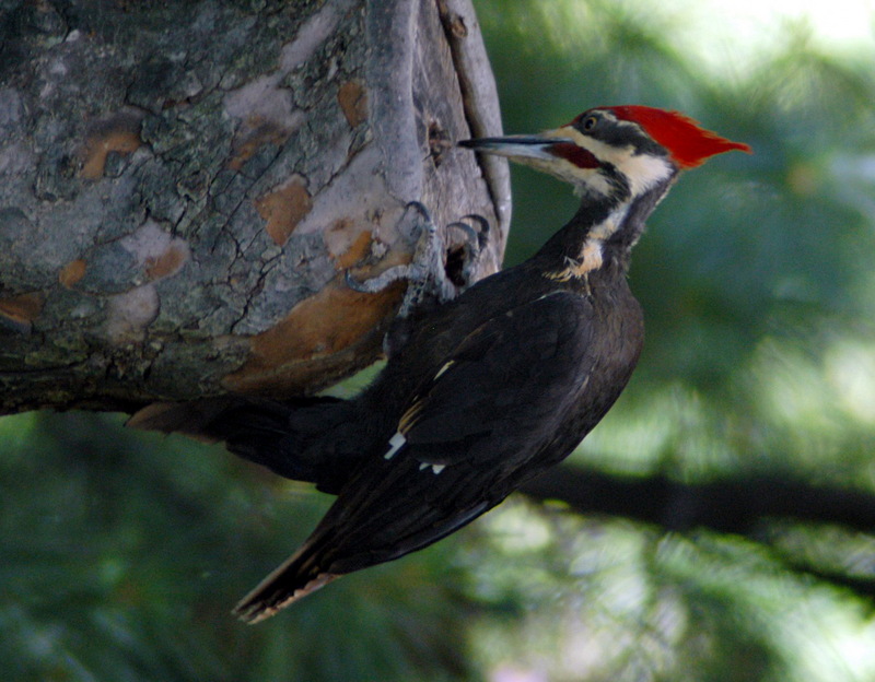 Pileated Woodpecker (Dryocopus pileatus) - Wiki; DISPLAY FULL IMAGE.