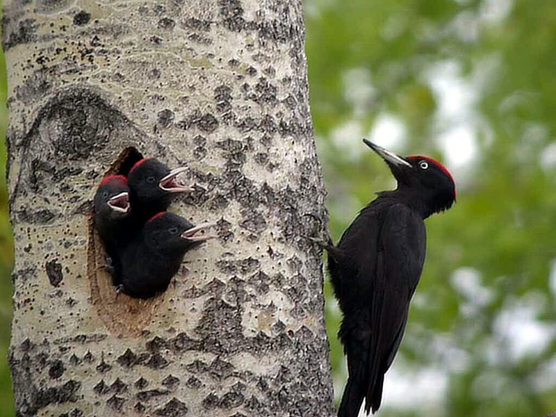 Black Woodpecker (Dryocopus martius) - Wiki; DISPLAY FULL IMAGE.