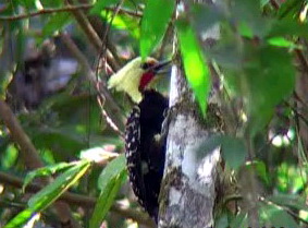 Blond-crested Woodpecker (Celeus flavescens) - Wiki; Image ONLY