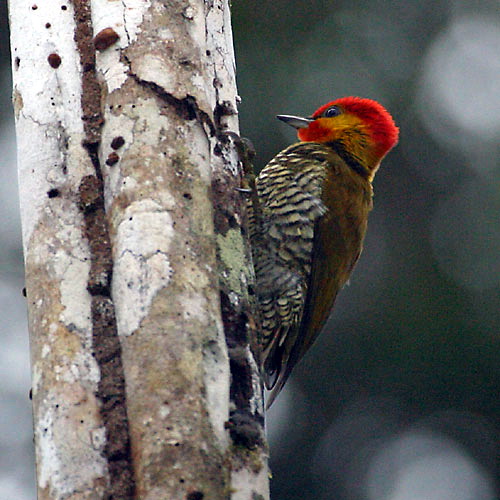 Yellow-throated Woodpecker (Piculus flavigula) - Wiki; Image ONLY