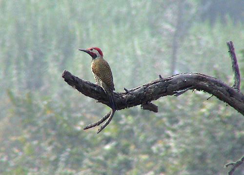 Black-necked Woodpecker (Colaptes atricollis) - Wiki; Image ONLY
