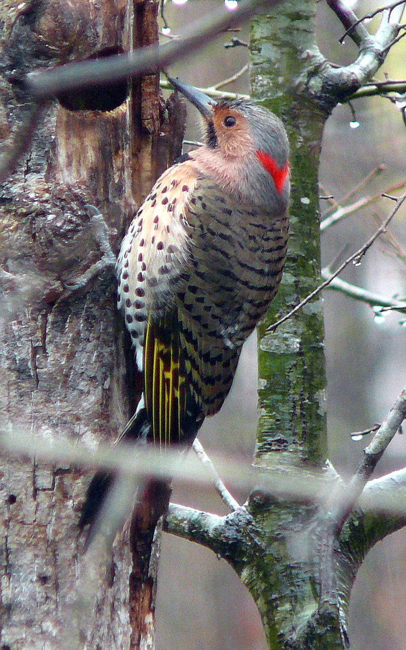 Yellow-shafted Flicker (Colaptes auratus auratus) male; DISPLAY FULL IMAGE.