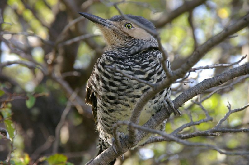 Chilean Flicker (Colaptes pitius) - Wiki; DISPLAY FULL IMAGE.