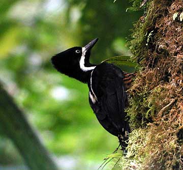 Powerful Woodpecker (Campephilus pollens) - Wiki; Image ONLY