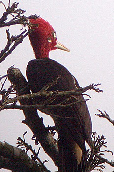 Robust Woodpecker (Campephilus robustus) - Wiki; Image ONLY