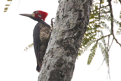 Crimson-crested Woodpecker (Campephilus melanoleucos) - Wiki; Image ONLY